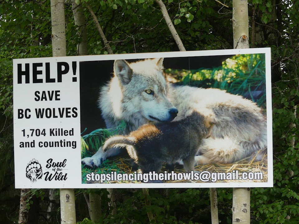 web1_240509-sin-letter-to-the-editor-wolves_1