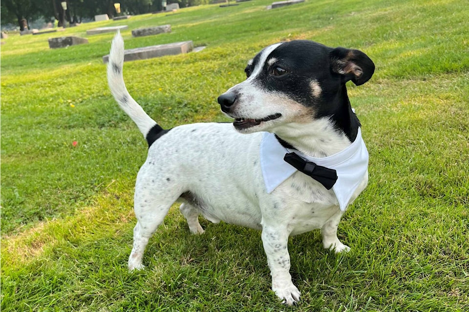 Odie, a gentle 10-year-old Chiweenie, is a grief support dog at Pleasant Valley Funeral Home in Vernon. He is believed to be the only funeral home grief support dog in the area. (Submitted photo) 