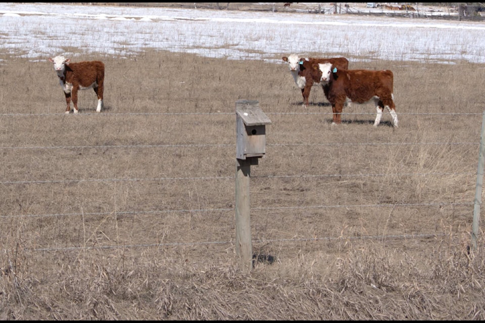 A mountain bluebird nesting box located next to cattle grazing in the Chilcotin. (Loyd Csizmadia photo) 