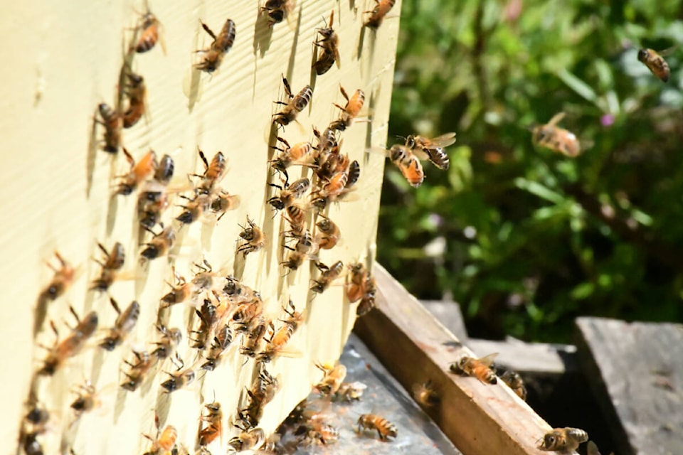 Aldergrove beekeeper Bryn Jones demonstrated the basics of beekeeping on Saturday, May 11. (Kyler Emerson/Aldergrove Star)  