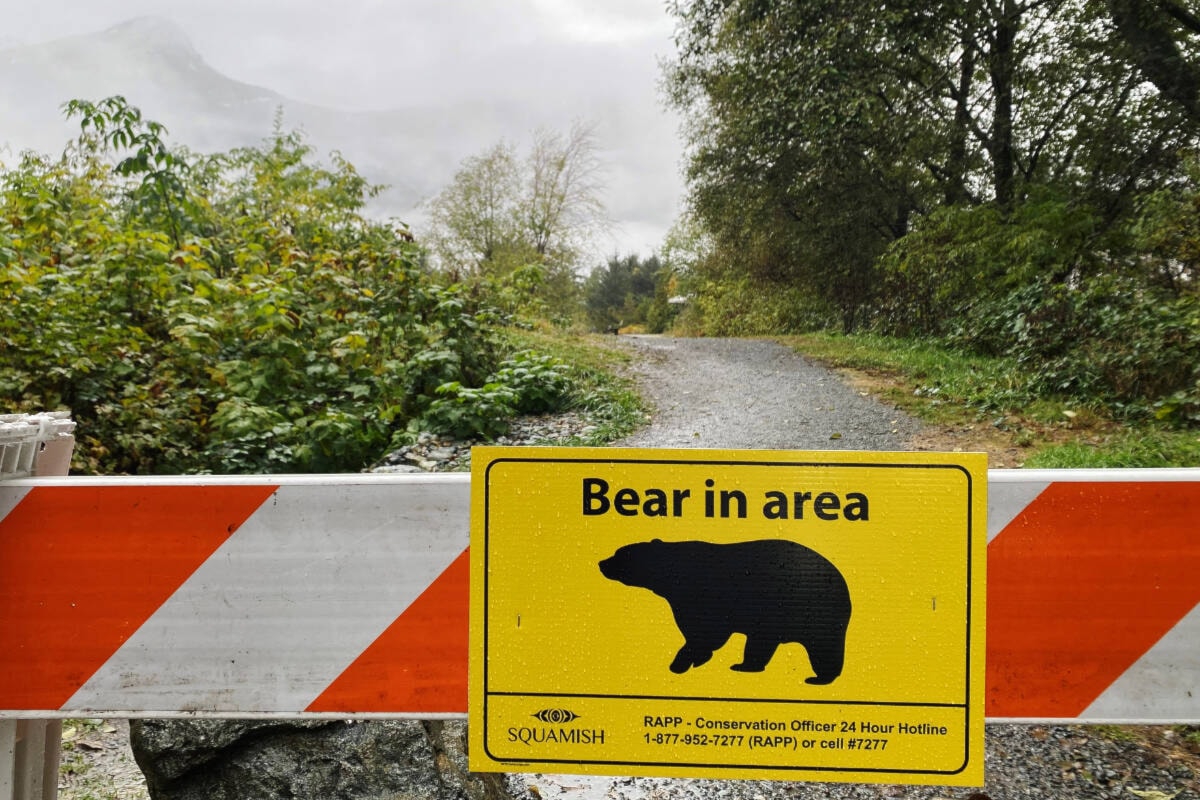 Trails closed after bear attacks woman at estuary in Squamish The
