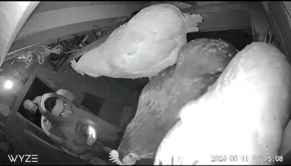 web1_240514-bpd-stolen-chicken_2