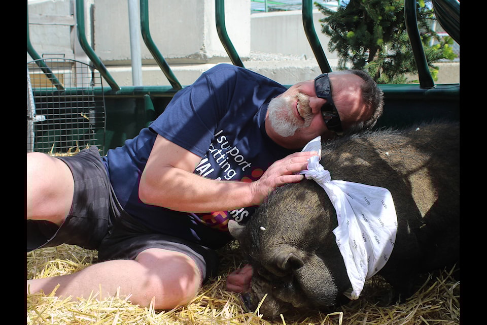 Jason Wheeldon was the lucky volunteer who got to kiss Barbara the pig at Leslie Long’s animal rescue fundraiser on May 11 (Photo by Gillian Francis)  