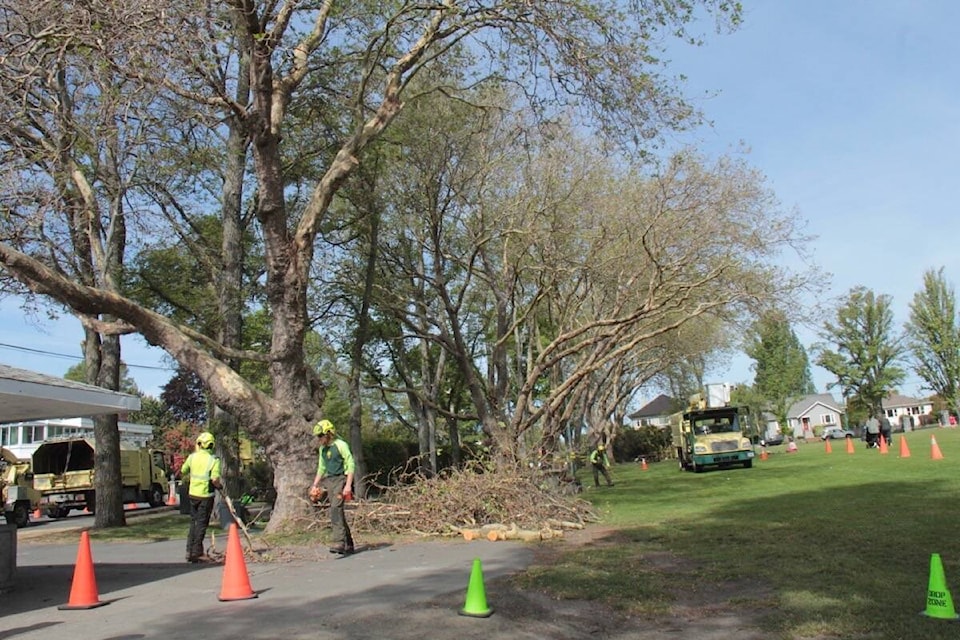 Bartlett Tree Service gives the Willows Beach London Planes a maintenance trim ahead of the Oak Bay Tea Party where thousands will fill the park. (Christine van Reeuwyk/News Staff) 