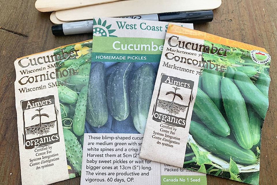 web1_240516-crm-gardening-cucumbers-cucumbers_1