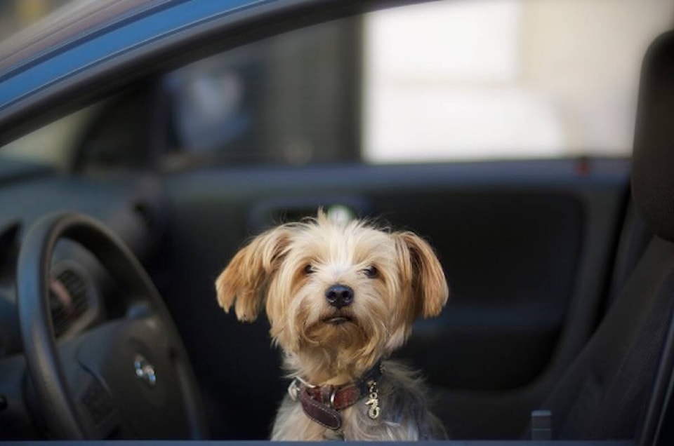 web1_240516-kcn-rdcodogsincars-keycxzword_1