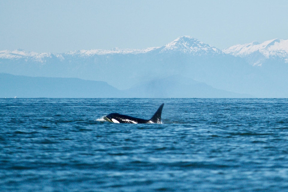 web1_240516-pan-grey-whales-orca-crescent-beach_2