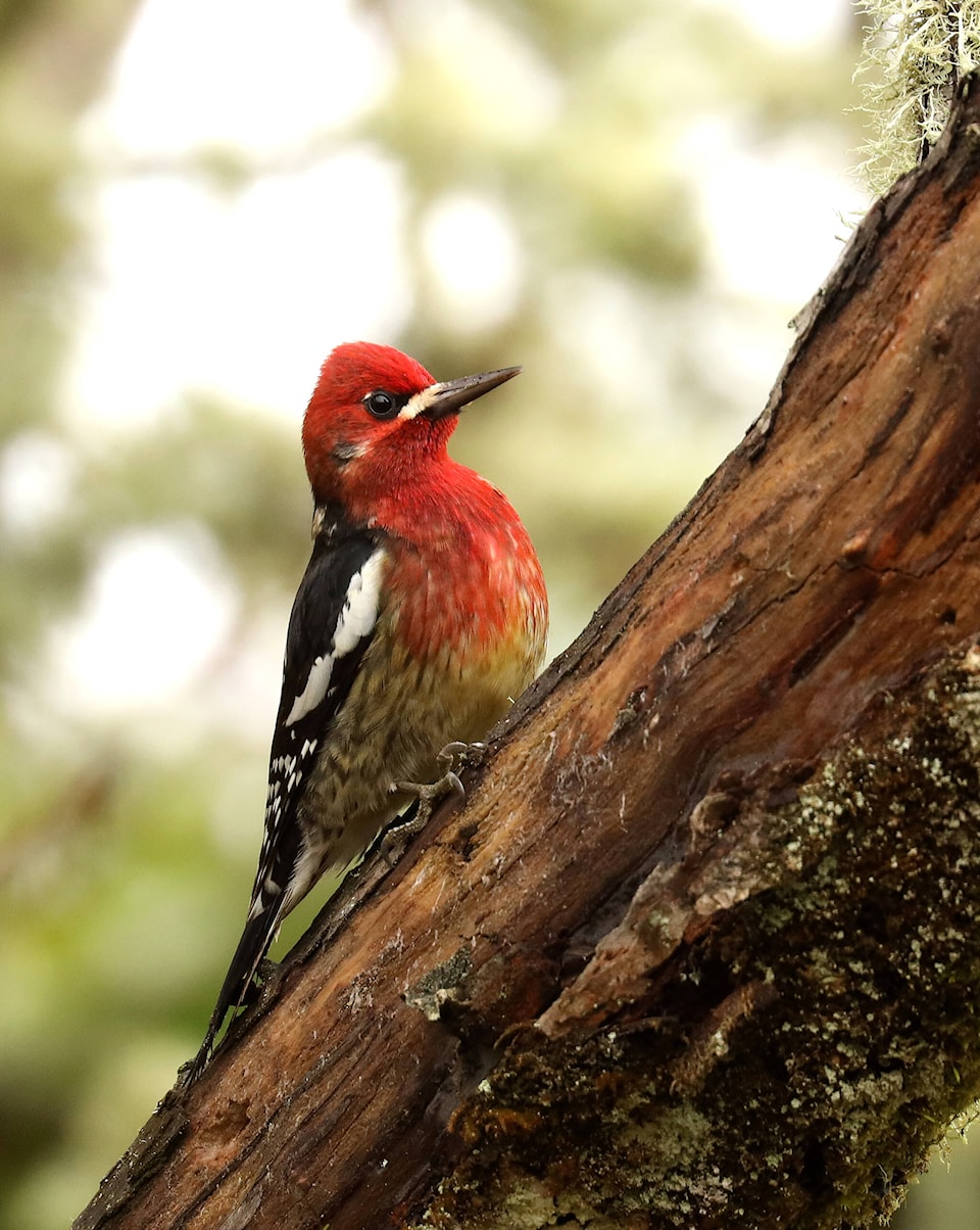 web1_240516-pru-sin-nature-nut-regional-birds_1