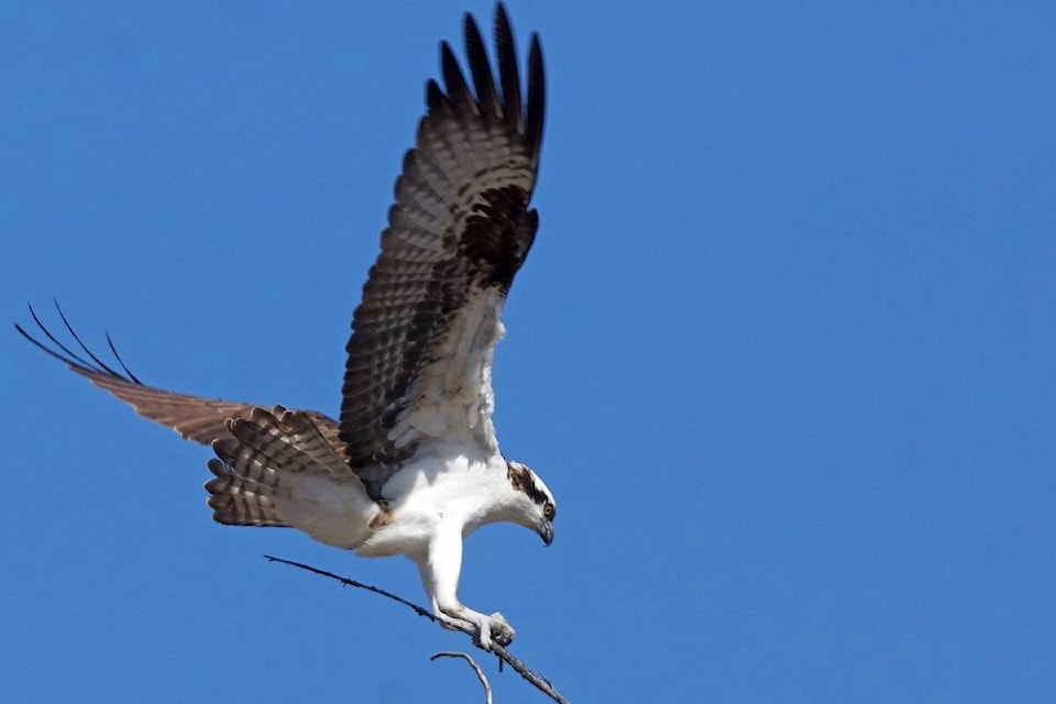 web1_240516-pss-osprey_2