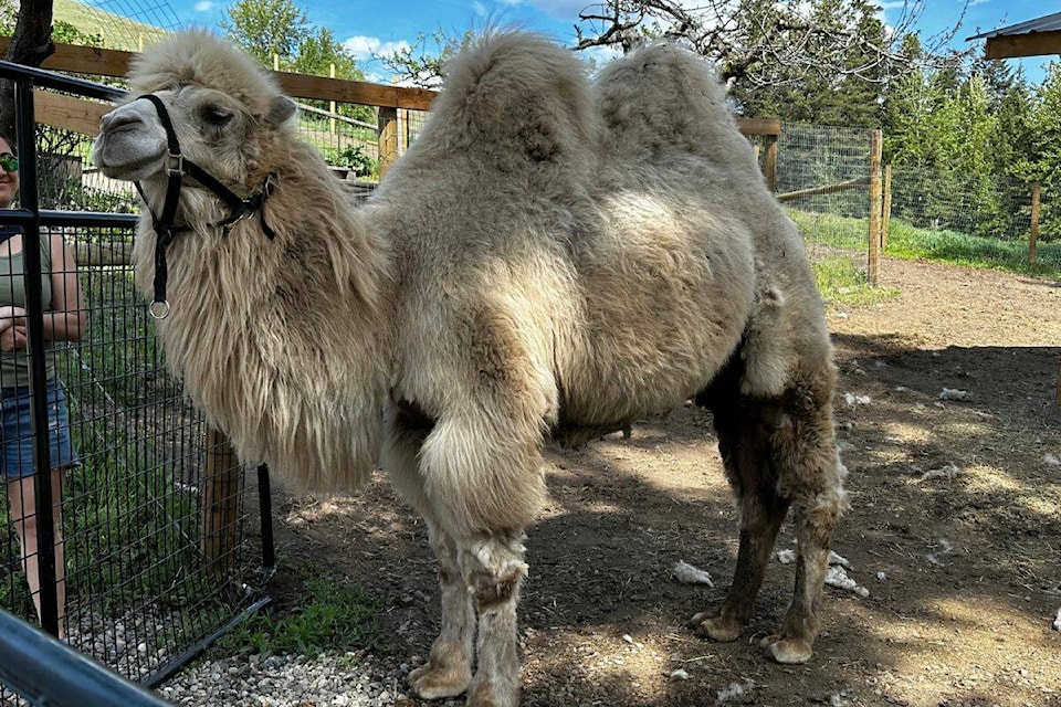 Mayhem, just two-years-old, was adopted by couple Alex Schlosser and Alysha Bartlett back in March 2023. (Bowen Assman- Morning Star Photo) 