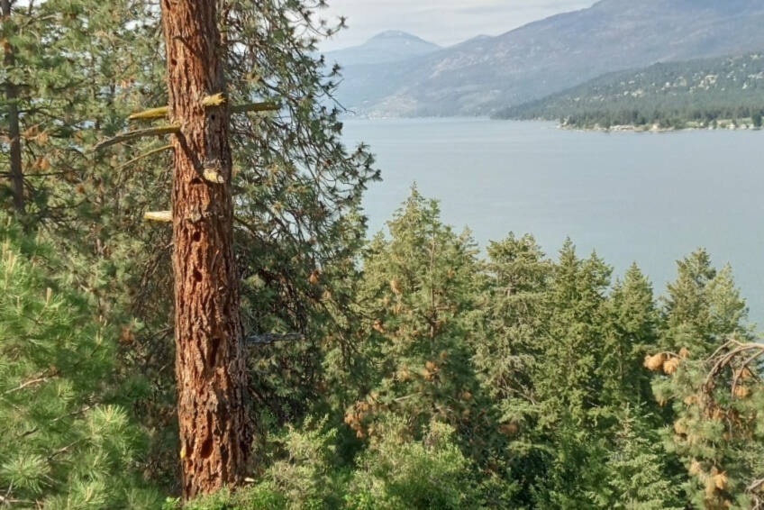 web1_240516-vms-nature-nut-forest_1