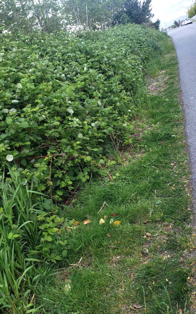 Abandoned bunnies in Aldergrove prompts warning from rescue society