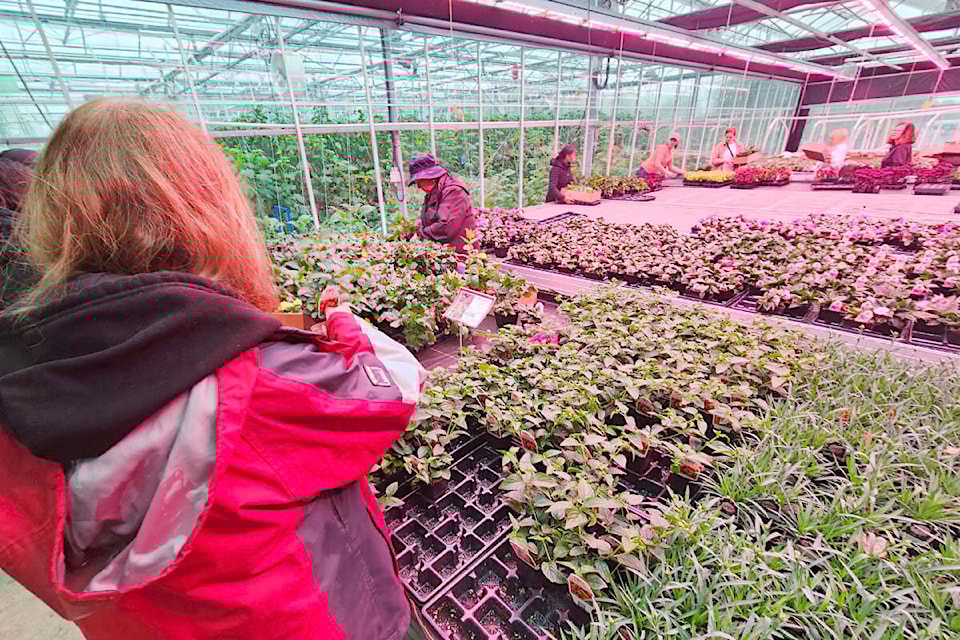Visitors attended the annual sale at the KPU 91ԭ greenhouse in April. The university’s horticulture and sustainable agriculture programs will benefit from the newly created Evelyn Oberg Memorial Bursary that will help 15 students in financial need every year. (Dan Ferguson91ԭ Advance Times) 