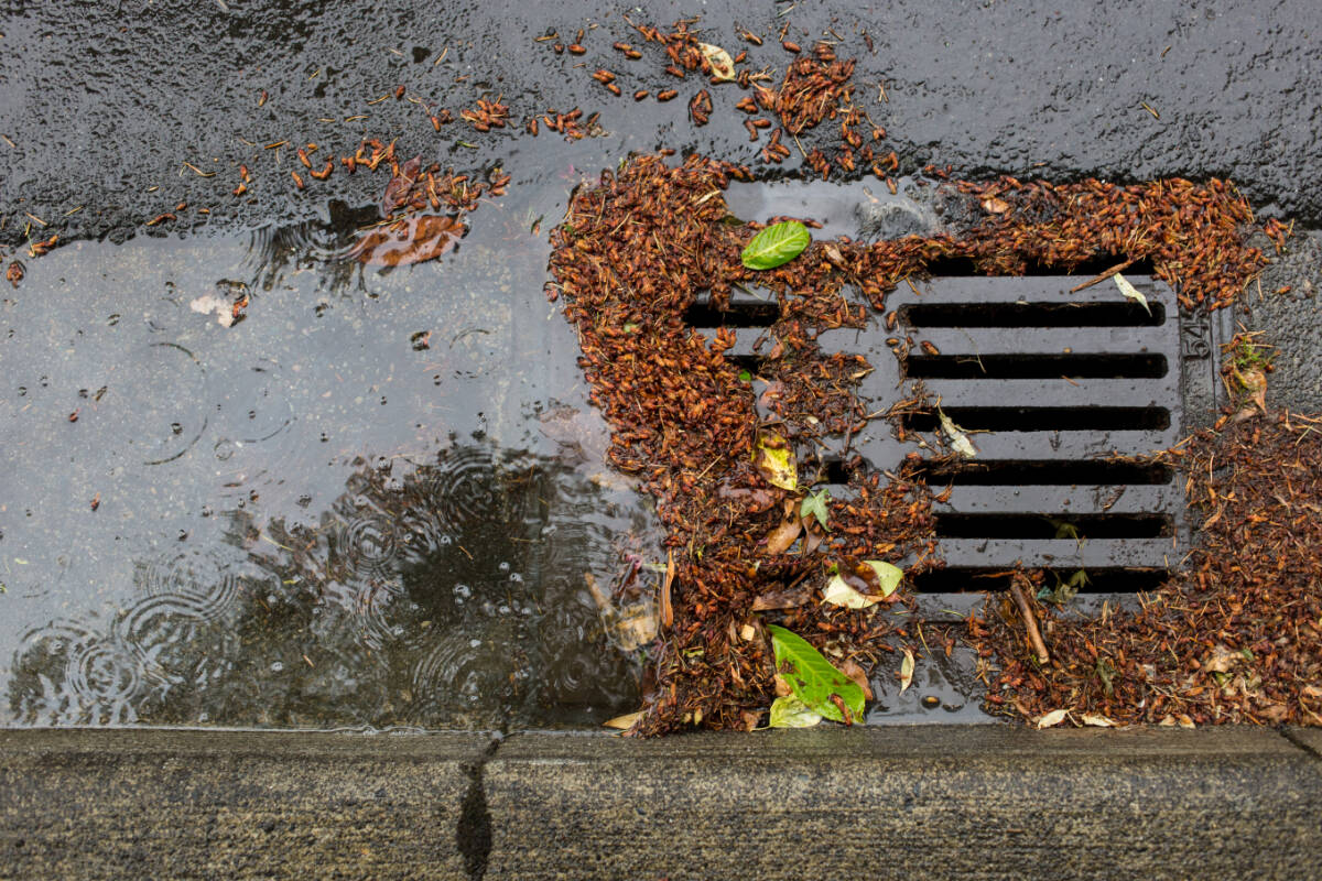 Only rain down the drain: Keep catch basins clean and clear