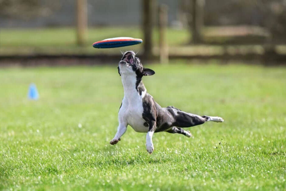 web1_240523-vms-dog-frisbee-1_1