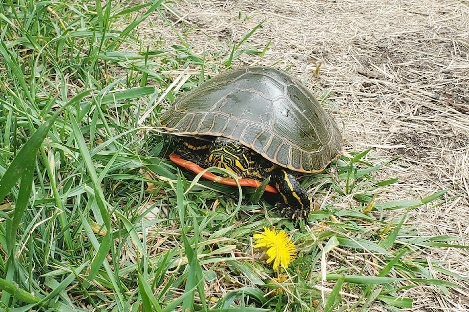 A western painted turtle makes its way off the Scout Island causeway Thursday, May 16 in Williams Lake. (Monica Lamb-Yorski photo - Williams Lake Tribune) 