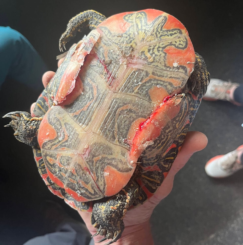 web1_240523-wlt-injured-painted-turtle_2
