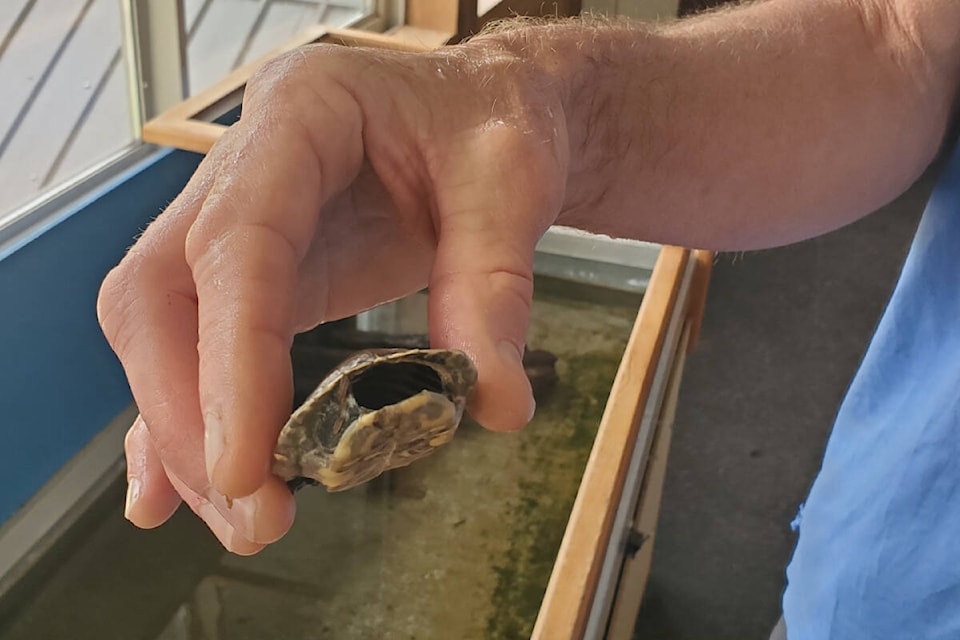 web1_240523-wlt-injured-painted-turtle_3