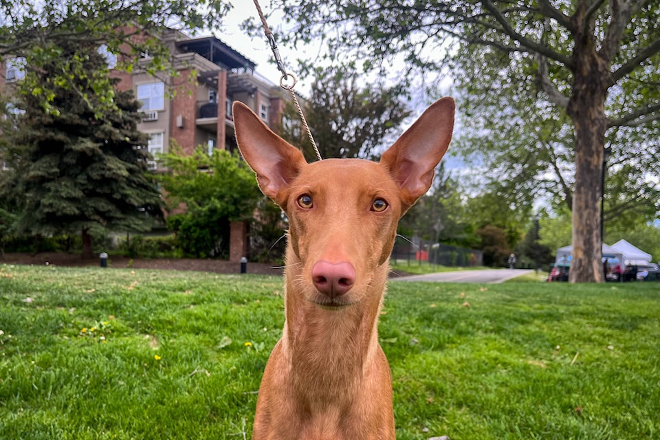 Kennel club puppies near me online