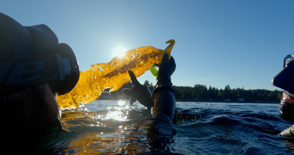 web1_240528-crm-send-kelp-documentary-promos_2