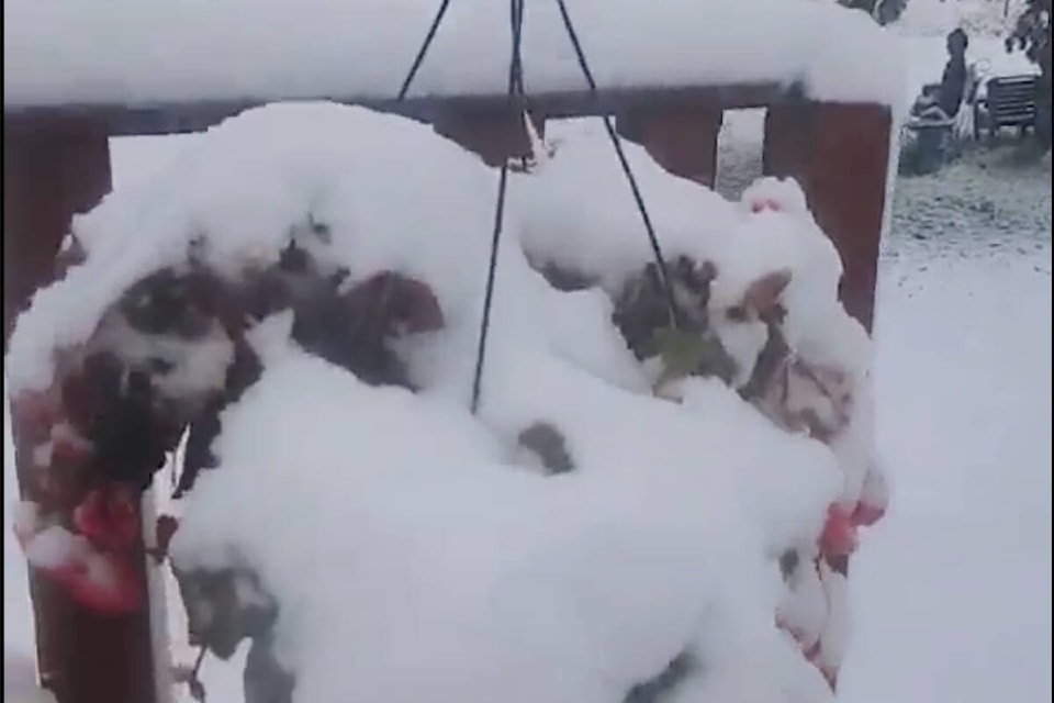 Some residents in the Cariboo woke up to snow Wednesday, May 29. (Tanya Mack photo) 