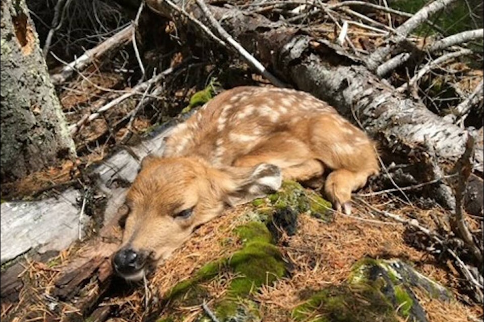 Photo by Penticton-based Wildlife Biologist T.J. Gooliath from his work with mule deer. (T.J. Gooliath/ Submitted) 