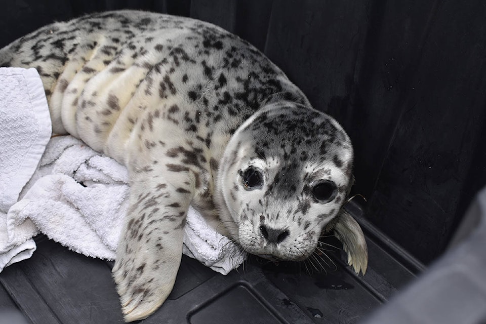 web1_240530-pan-babysealrescue_2