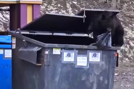 web1_240530-vms-bears-garbage_1