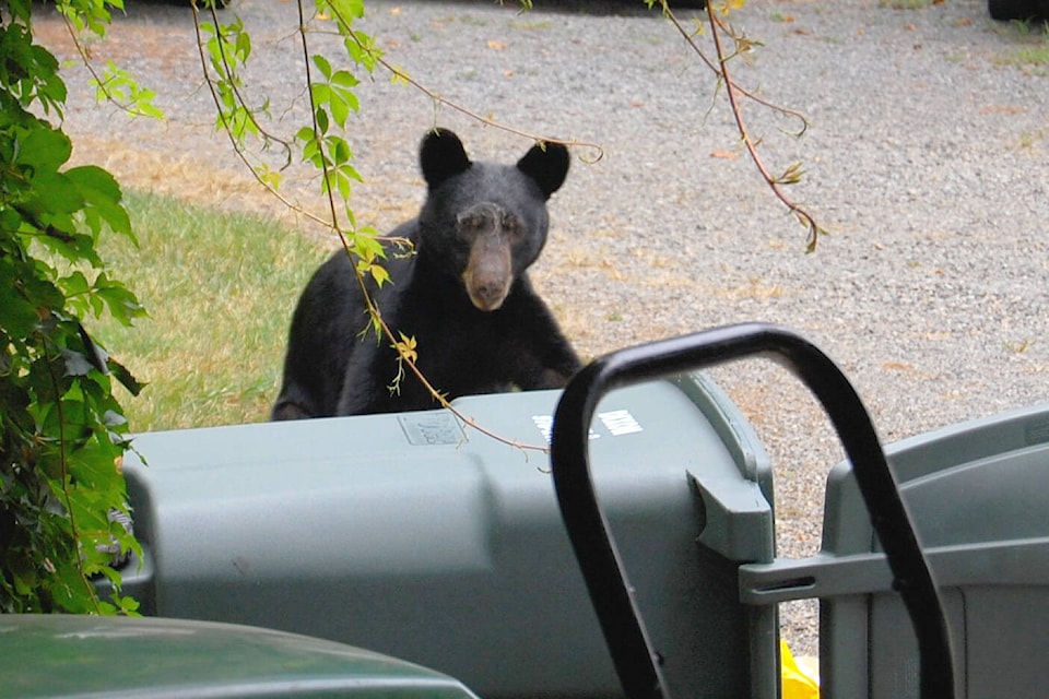 web1_240606-sum-bears-summerland_1