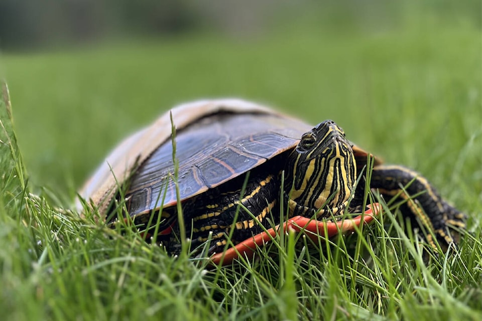 web1_240606-wlt-injuredturtlemending_1