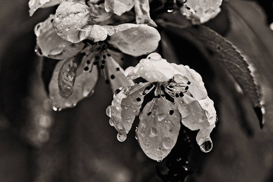 web1_rsz-drops-of-water