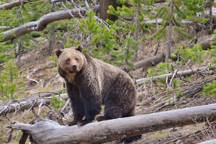 web1_web-240404-ovg-usfws_20160727_grizzly-bear-14