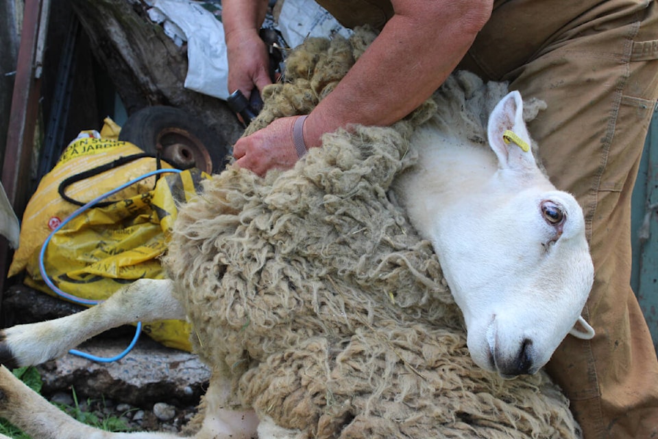The majority of the wool is used for producing clothing or blankets after it’s been cleaned. The wool near the rear is turned into mulch. (Jessica R. Durling/News Bulletin) 