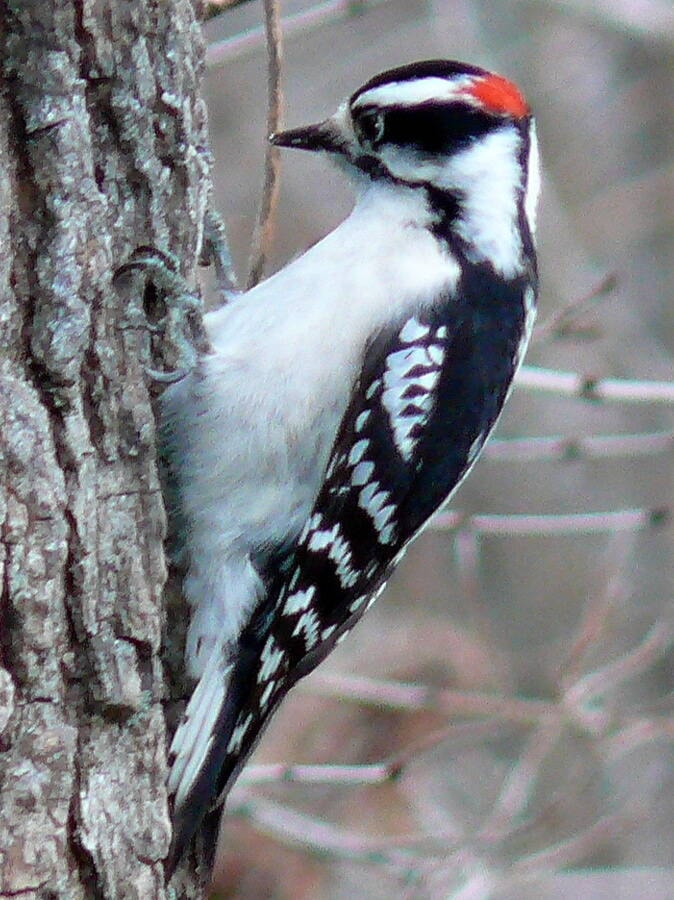 web1_240530-pru-column-nature-nut_1
