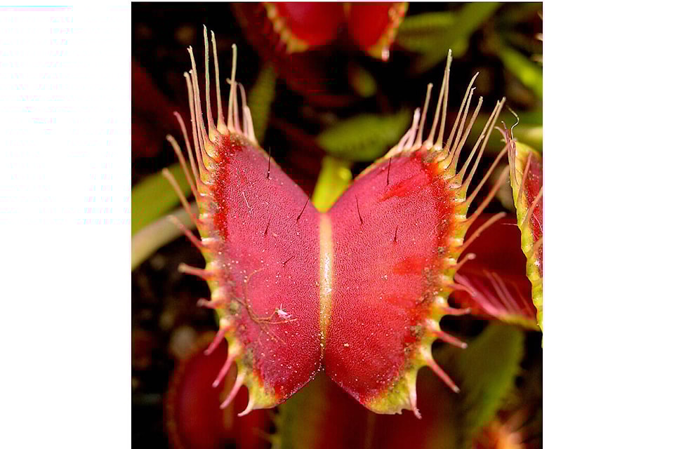The Venus fly trap has a jaw-like clamping structure with tiny hairs at the end of the plant’s leaves. When an insect makes contact with the open leaves, the vibrations from the prey’s movements trigger the jaws to shut. Photo via Wikipedia 
