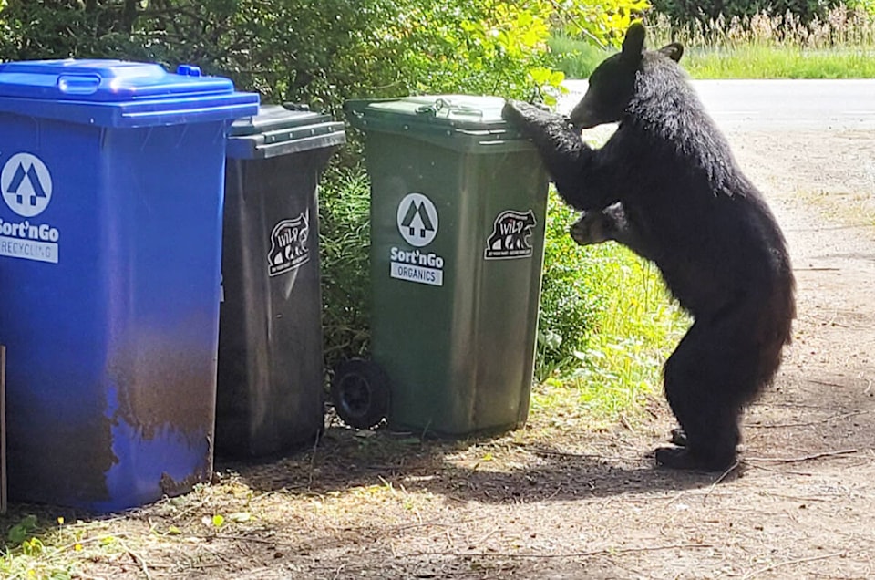 web1_240605-uwn-bears_1