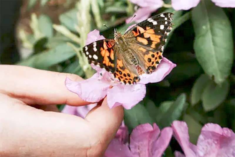 Taves Family Farms in Abbotsford holds butterfly release