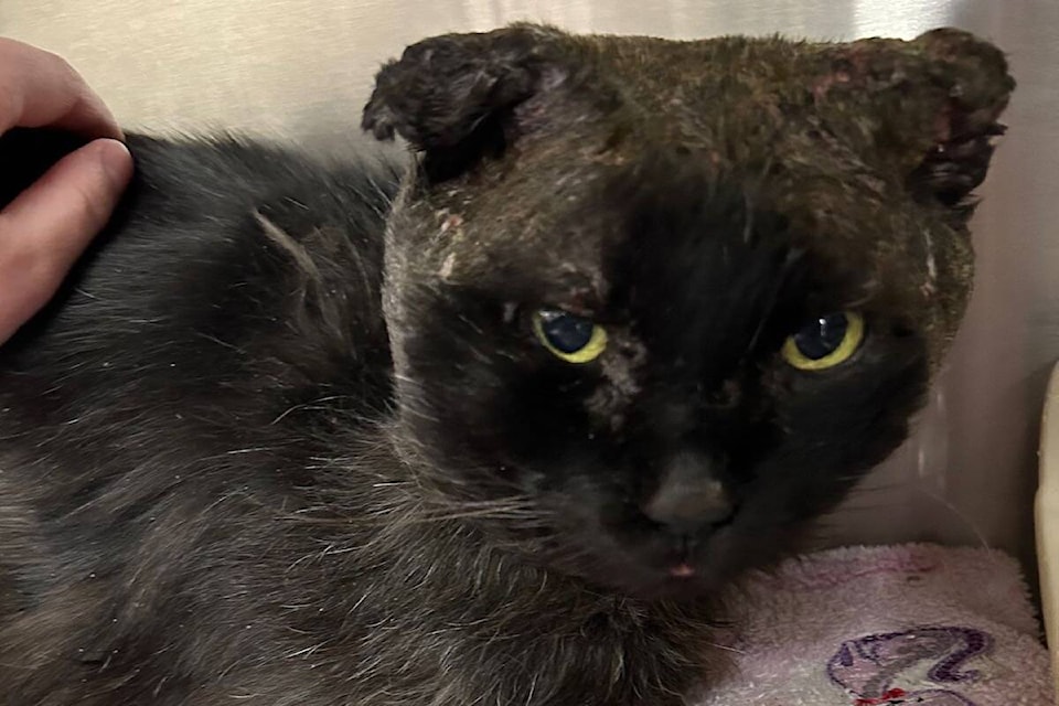 Raptor is in the process of healing after being attacked by another animal. (OHS) 