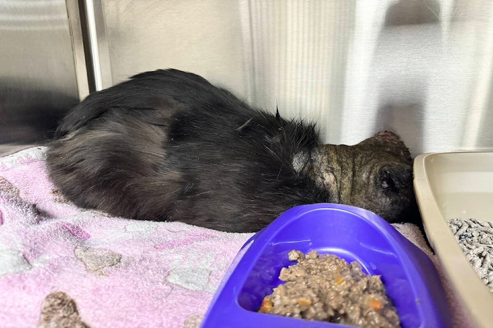Raptor is in the process of healing after being attacked by another animal. (OHS) 