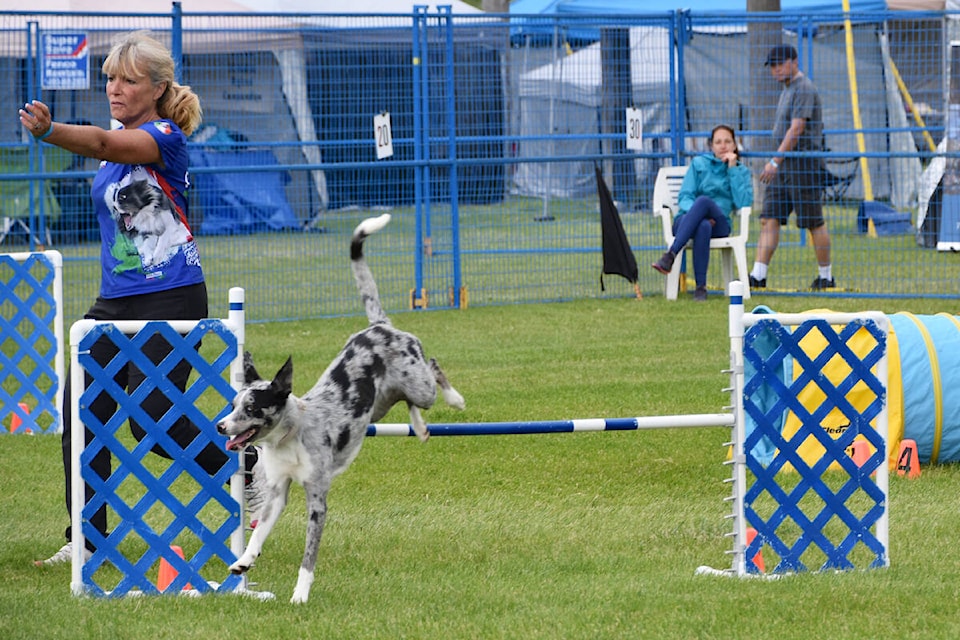 Intrigue, border collie, clears a jump no problem as Wendy Alexander guides him through the course at the 2024 BC Regional Agility Championships held at the Salmon Arm Fairgrounds May 31 to June 2. (Heather Black-Salmon Arm Observer) 