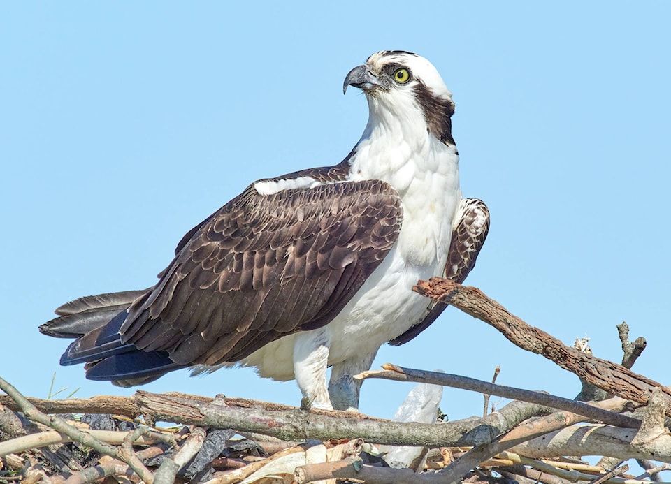 web1_240606-sin-nature-nut-osprey-osprey_1