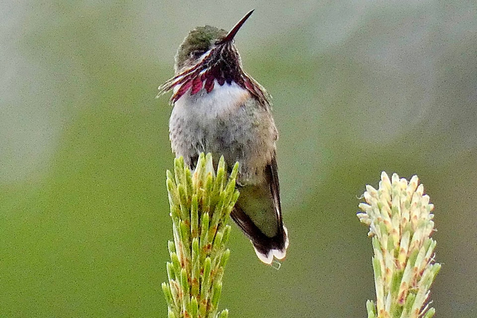 David Dudeck spotted these Calliope hummingbirds in the backyard of his Trail home. The males are very distinguished; identifiable by magenta rays on their throats and the greenish vest they wear. Photos: David Dudeck 