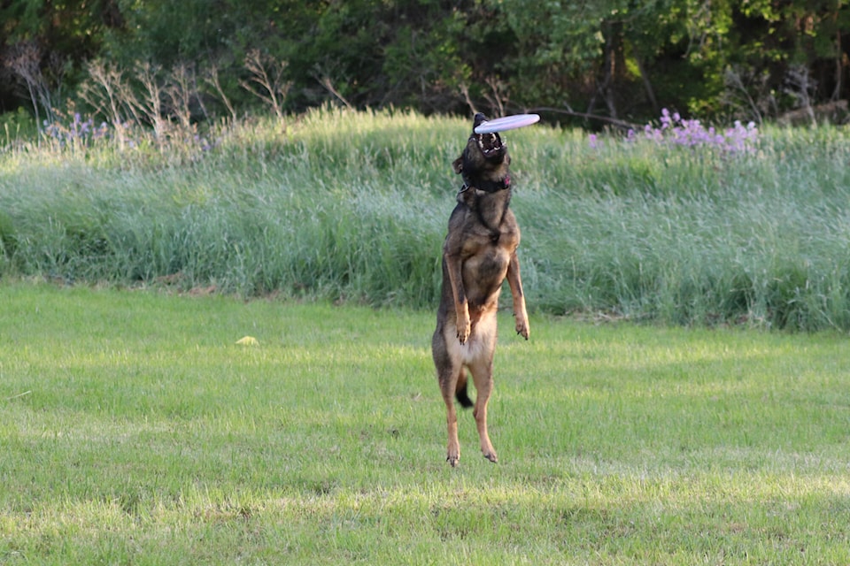 web1_240606-vms-dog-frisbee-1_3