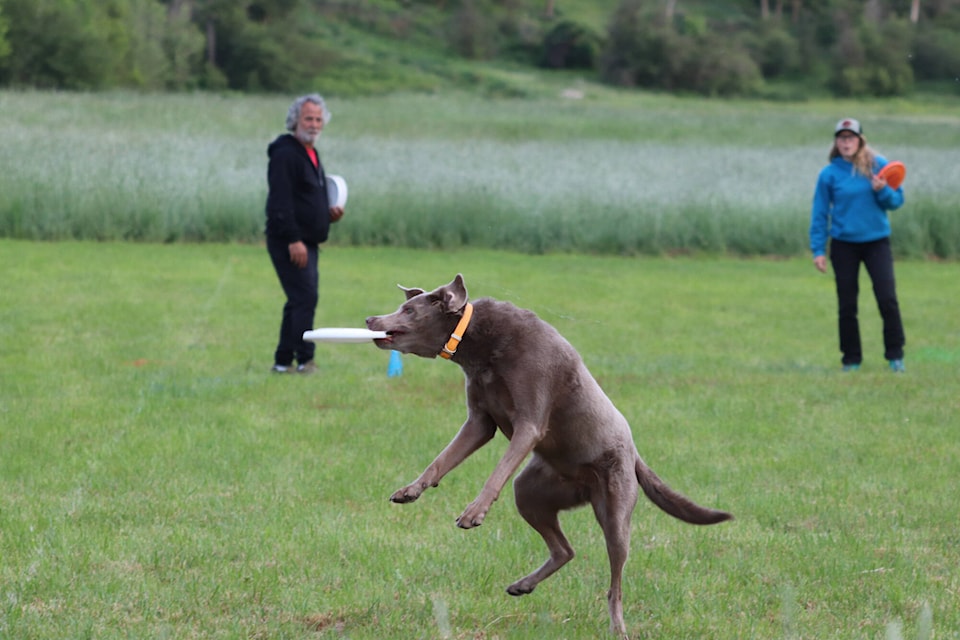 web1_240606-vms-dog-frisbee-1_4