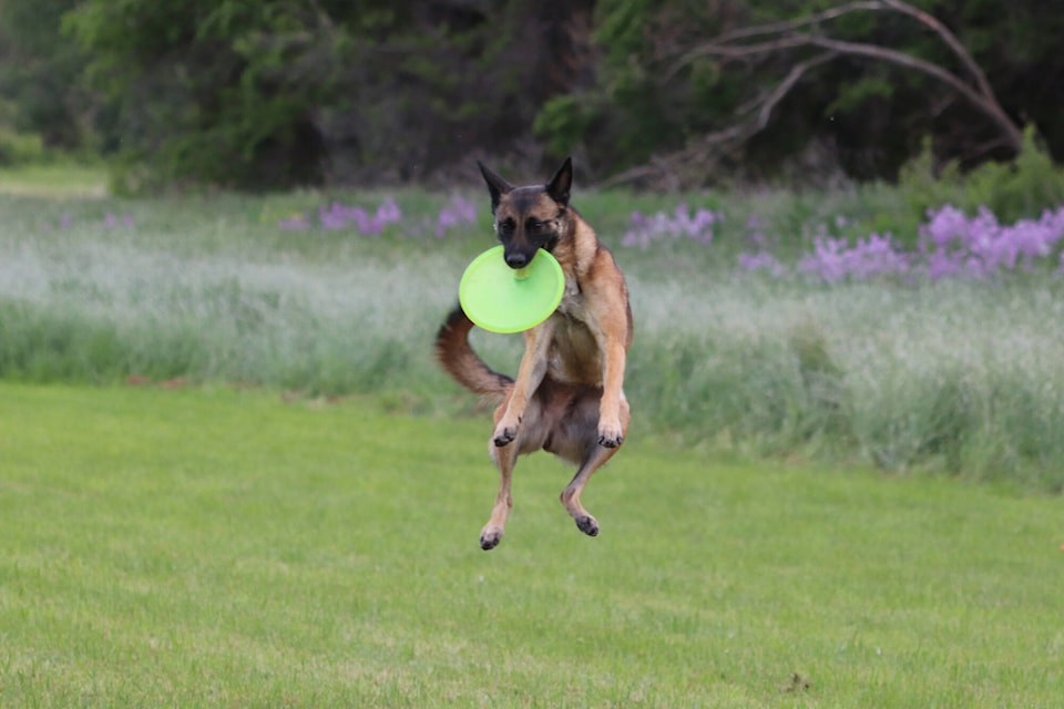 web1_240606-vms-dog-frisbee-1_5