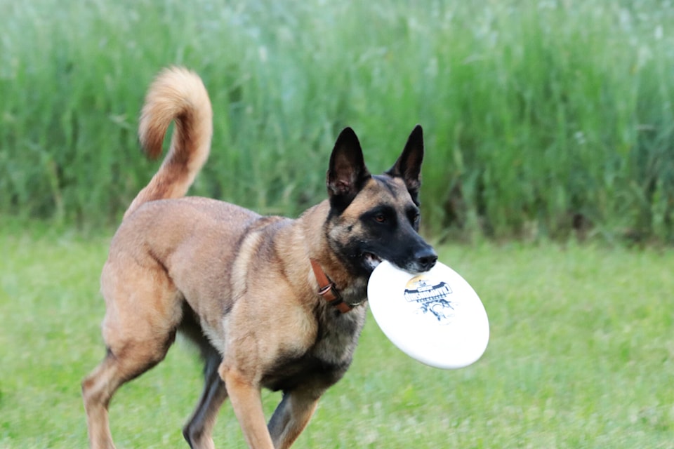 web1_240606-vms-dog-frisbee-1_6