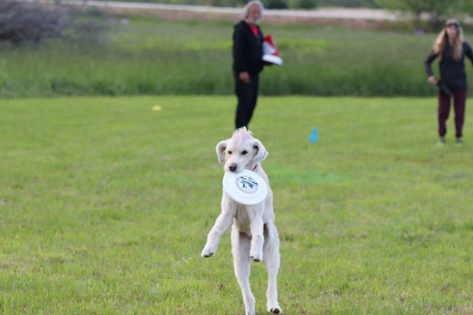 web1_240606-vms-dog-frisbee-1_8
