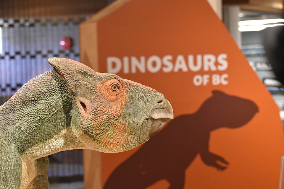 The Dinosaurs of BC exhibit is at Okanagan Heritage Museum from June 6 to Sept. 30. (Jordy Cunningham/Capital News) 