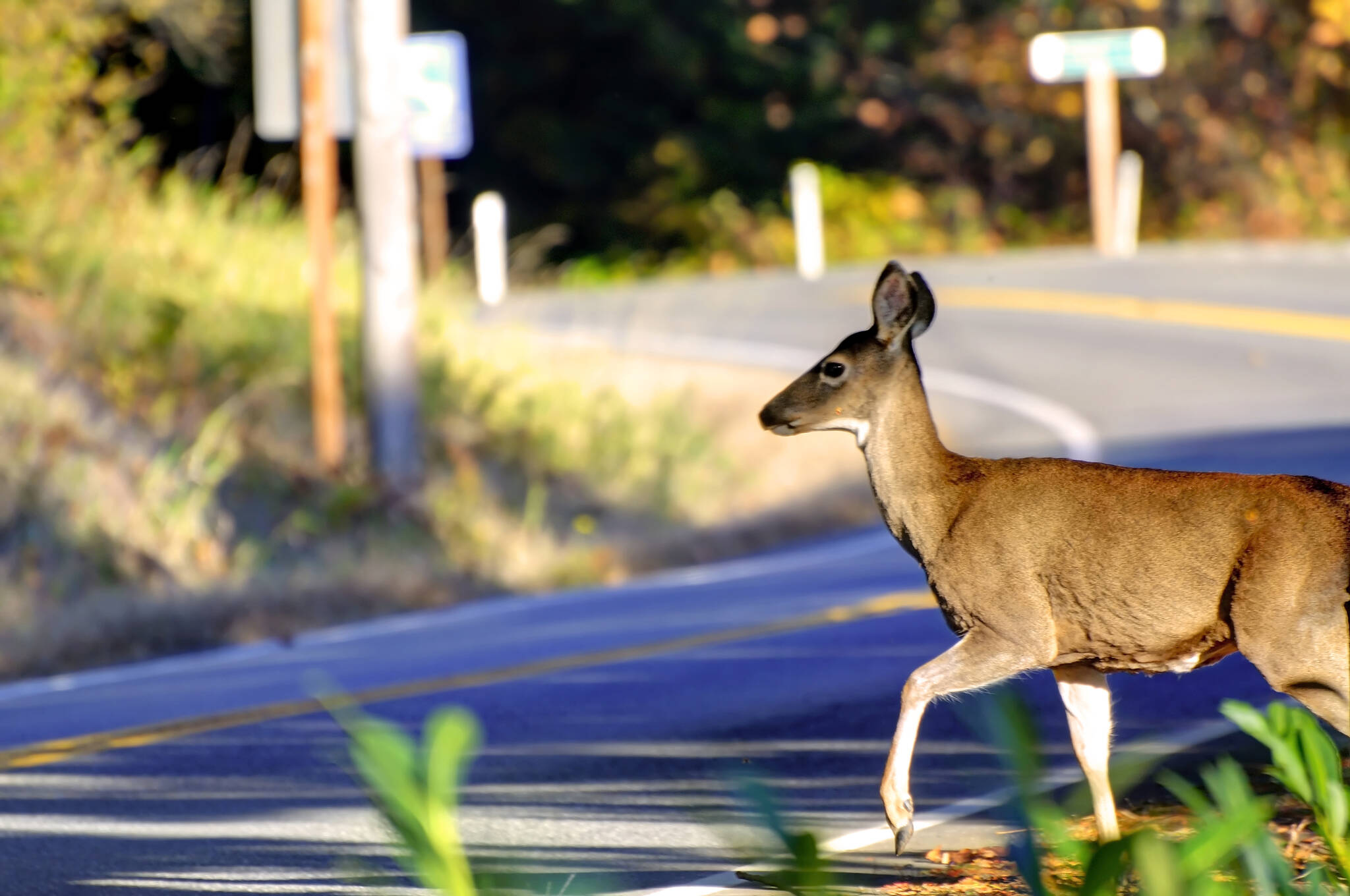 B.C. is wildlife country: Here’s how to drive safely this summer