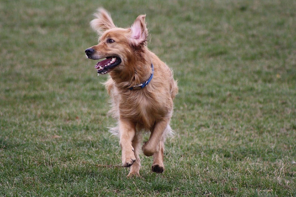 web1_dog-pixabay